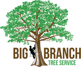 What to Anticipate from a Tree Service
