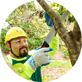 Tree Surgeons: Protecting the Nature We Live In